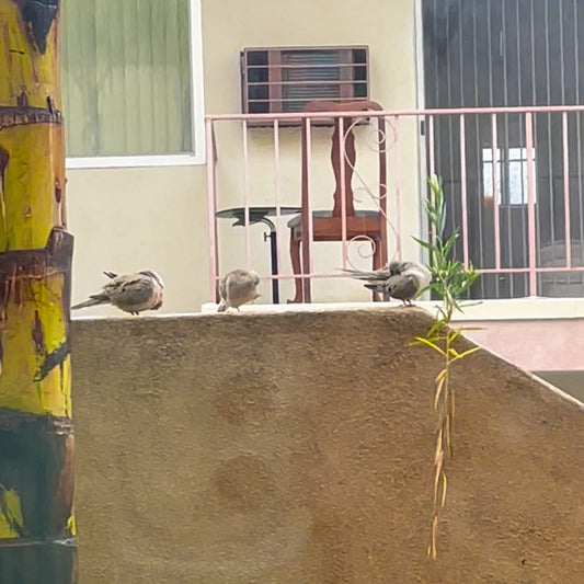 Rainy Day with Doves