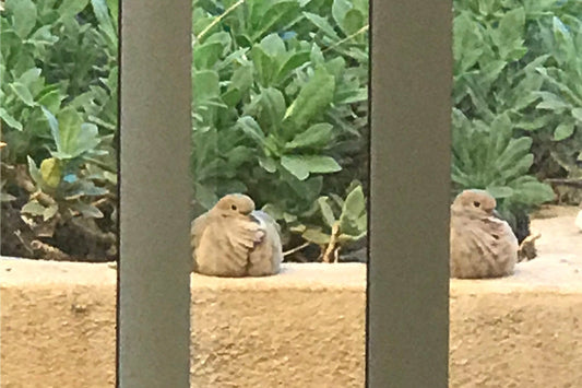 Me and My Mourning Doves